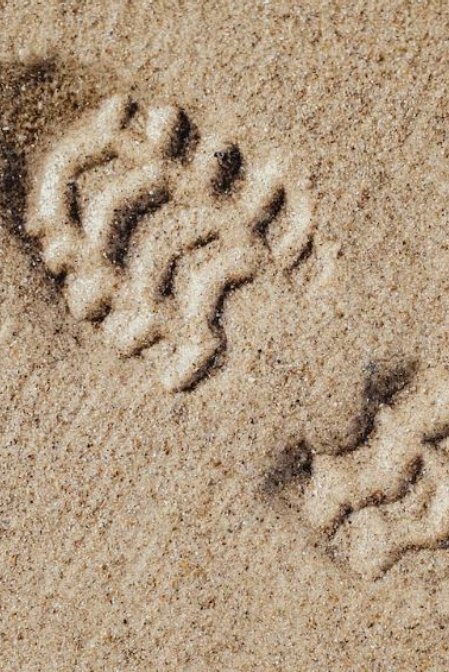 What is Footprinting & Countermeasures